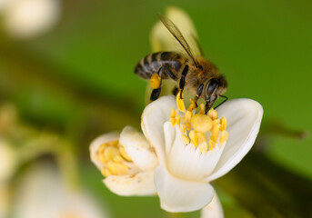 Bumblebee pollinating a delicate white flower in a lush garden on a sunny spring day © Михаил Шорохов