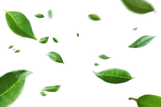 Flying green leaves on transparent free PNG background. Environment and ecology backdrop concept.
