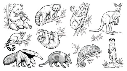 Hand drawn wild animal collection, black and white line art vector set of 10 exotic mammals, coloring book style zoo animals illustrations © chouadhrynuman