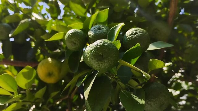 Fresh green limes (Citrus amblycarpa) on trees with naturally shady leaves. This type of citrus is commonly used as a flavoring in cooking