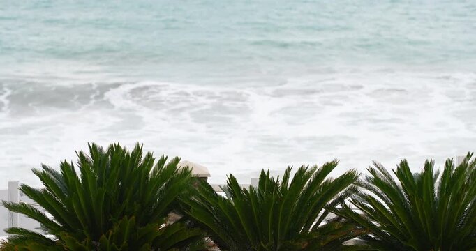 Plants on a sea coast with waves in the background