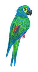 Hand drawn macaw parrot, watercolor illustration isolated on white background © AineGing