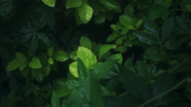 Dynamic Green Leaves Background