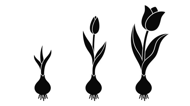 Minimalist vector illustration showing stages of growth for a black tulip bulb and its stem
