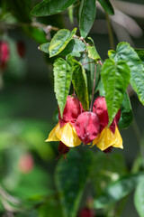 Fototapeta premium Close up of a trailing abutilon (abutilon megapotamicum) flower in bloom
