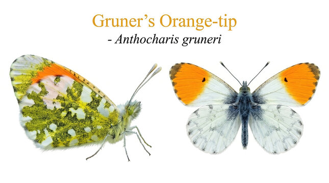 A side view and a top view with wings spread of the Anthocharis gruneri (Gruner's Orange-tip) butterfly. An isolated image on a white background featuring scientific details.