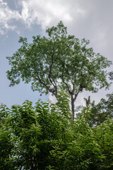Fototapeta premium A tall tropical tree rises above foreground foliage into blue sky and soft clouds, creating a clean vertical nature scene for growth, aspiration, climate, and environment