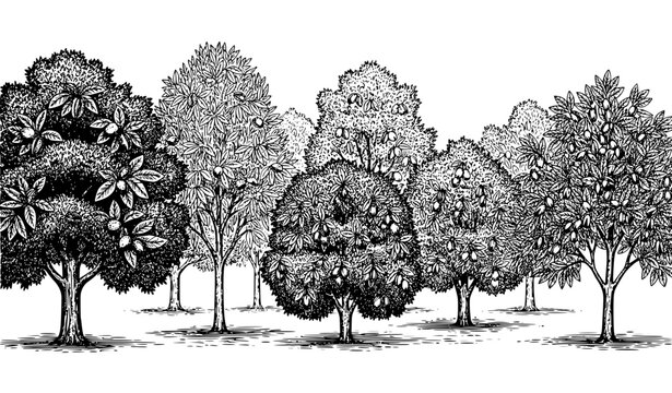 Black and white nut orchard trees vector set with hand drawn botanical illustration isolated on white