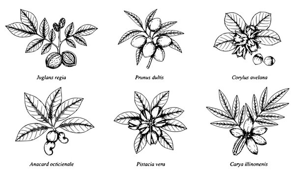 Black and white hand drawn nut trees vector set with botanical engraving style isolated on white background