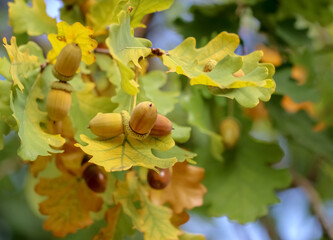 Ripe acorns. The acorn is the nut of the oaks and take between 5 and 24 months to mature. They play an important role in forest for many animals dependent on acorns and the predators of those animals. © Aila Ruoho