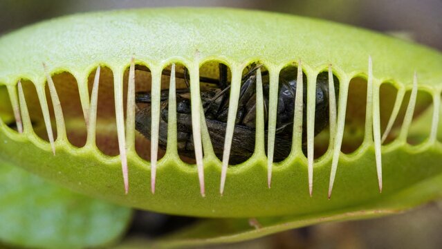 Extreme close-up of a Venus flytrap with its leaves shut, trapping an insect.