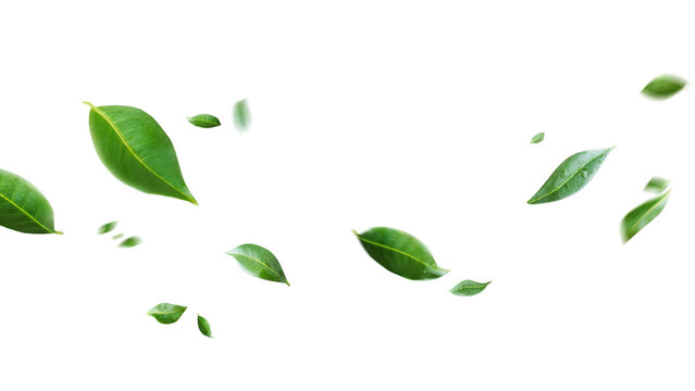Flying green leaves on transparent free PNG background. Environment and ecology backdrop concept.