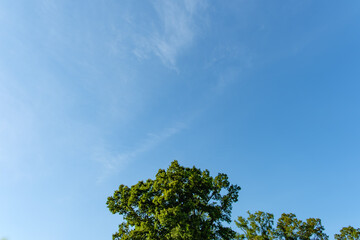Fototapeta premium Beautiful bright green trees stretching towards a clear blue sky in early summer with large copy space