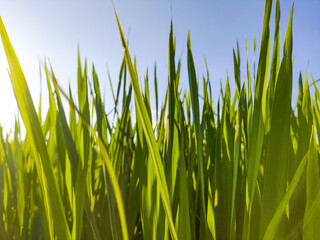 Obraz premium Fresh Green Rice Leaves in Agricultural Field