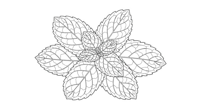Detailed black and white line art drawing of a fresh sprig of peppermint or spearmint leaves with visible veins.