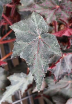 Begonia Saxon's Mystery leaf with serrated edges, green-gray surface, and scattered pink speckles among surrounding reddish foliage.