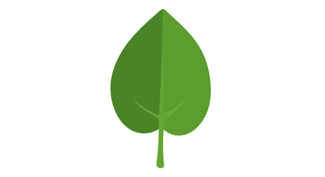 Green leaf with stem isolated.