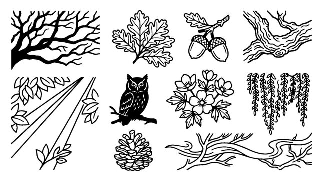 Hand drawn forest elements collection with owl oak leaf acorns and pine cone illustrations.