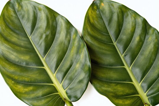 A close up of a green leaf on a white background