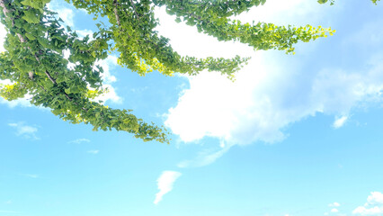 Naklejka premium イチョウの木と青い空の景色