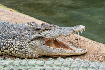 Fototapeta premium Crocodile lying on sandy ground near water with open mouth. Dangerous reptile animal in wildlife park environment