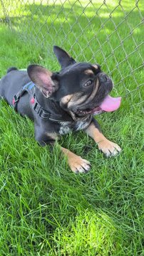german shepherd dog