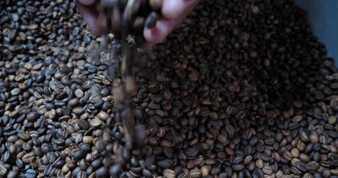 Roasted coffee beans are falling from a farmer's hand; the farmer is inspecting the beans.