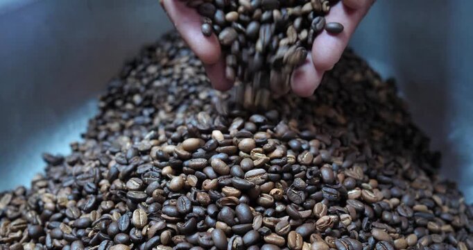 Roasted coffee beans are falling from a farmer's hand; the farmer is inspecting the beans.