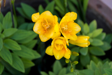 Obraz premium Flores de Fresias amarillas