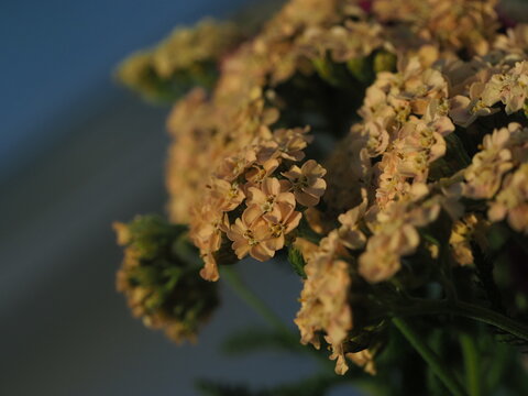 blooming yarrow bright flowers
