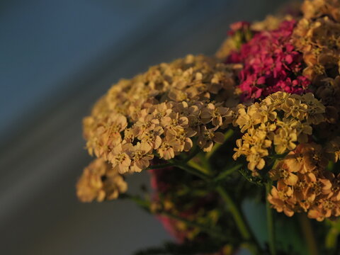 blooming yarrow bright flowers