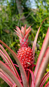 The ornamental pineapple plant, often referred to as the red pineapple (*Ananas bracteatus*), is characterized by reddish or pink hues on both its young fruit and the surrounding long leaves. It is fr