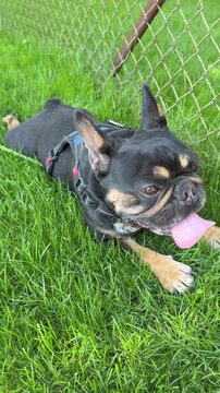 french bulldog puppy