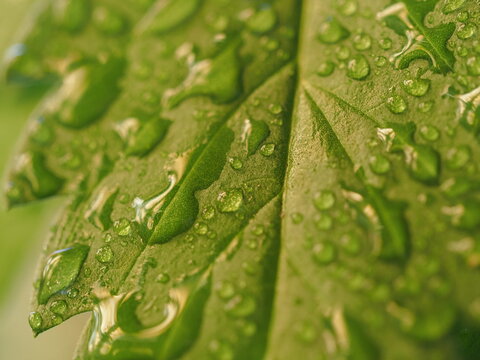 water droplets on cannabis leaves
