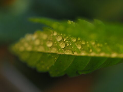 water droplets on cannabis leaves