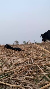 Brown and  black dogs are  are  in a dried-up rice field