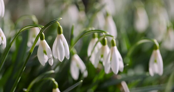 Early snowdrops on a sunny lawn, these snowdrops with teardrop-shaped buds stretch upward surrounded by young grass and forest leaves.