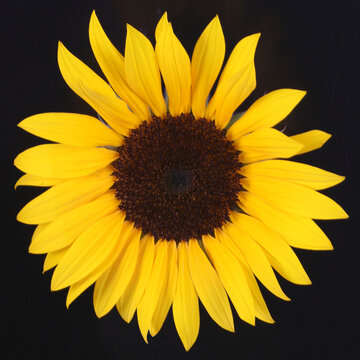 Sonnenblume
