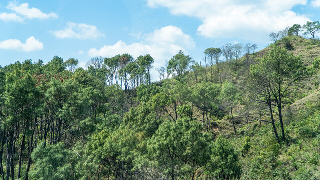 Natural mountain landscape with trees
