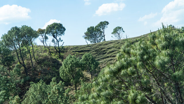 Pine trees on hillside landscape
