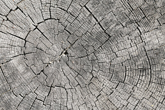 Weathered tree stump cross section closeup showing annual growth rings and cracked wood texture. Natural wooden pattern background with rustic organic material details and forest surface structure.