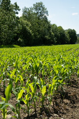 Fototapeta premium Vertical landscape of an organic maize plantation under a clear blue sky