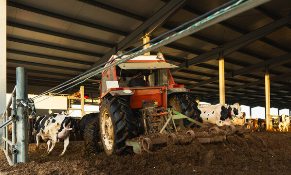 Farmer driving tractor pushing manure in dairy barn