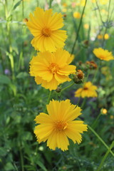 Fototapeta premium wild flowers in the field, yellow flower