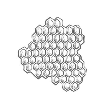 Honeycombs vector graphic illustrations for foodstuffs packaging. Hand drawn vintage engraving sketch of beekeeping, natural apiary product for design food clean. Healthy vegeterian sweet nutrition