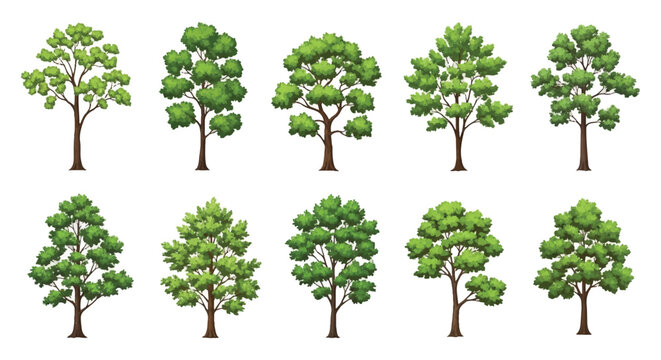 Green deciduous trees set for forest and park landscape design