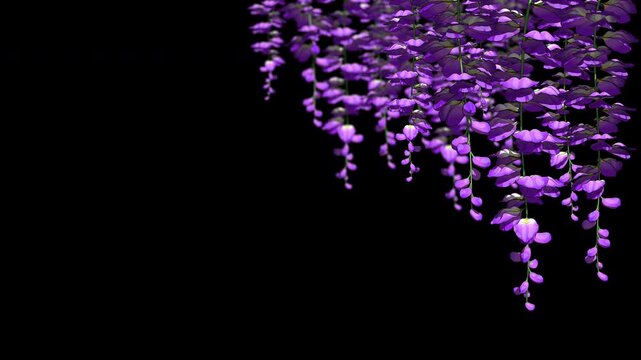 Blooming Wisteria Flowers on Alpha 