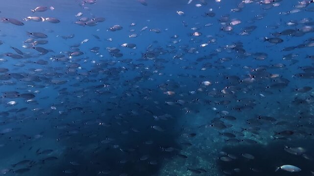 Big school of saddled seabream fish in blue sea water - Underwater marine life