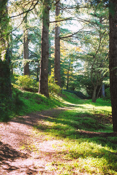 Sunlit forest creates tranquil woodland landscape