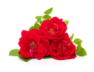 Fototapeta premium Three red roses with green leaves isolated on a white background.